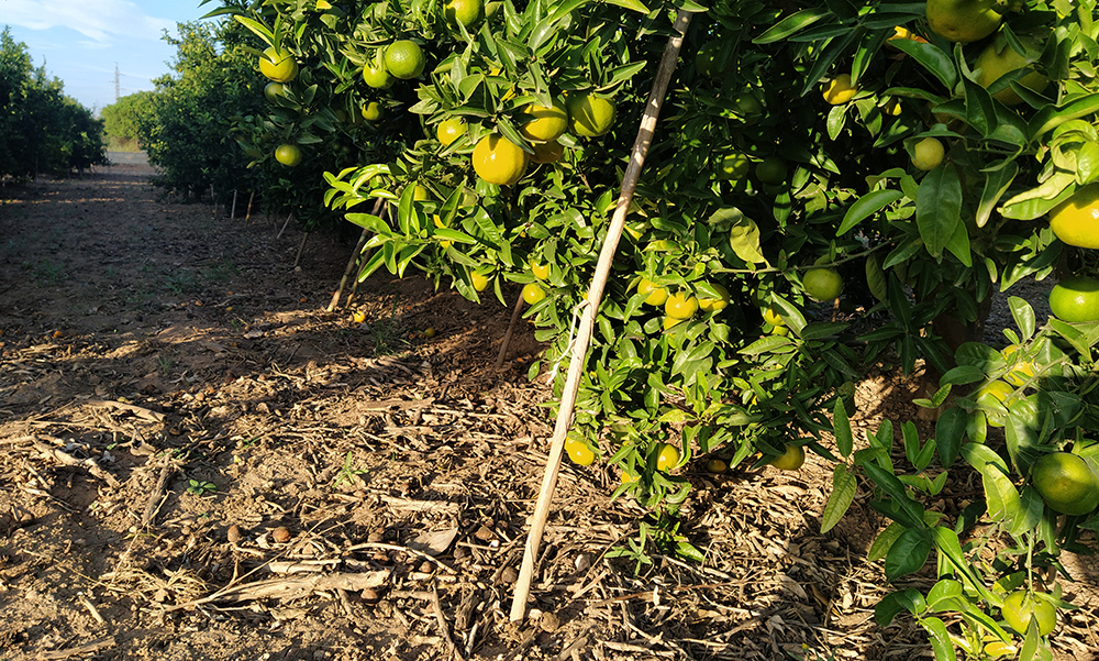 ASAJA sol·licita a la CE activar la clàusula de salvaguarda per les mandarines de Sud-àfrica